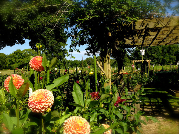 Long Island Dahlia Society