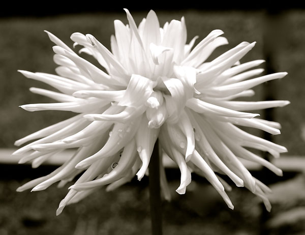 Long Island Dahlia Society Photo Contest