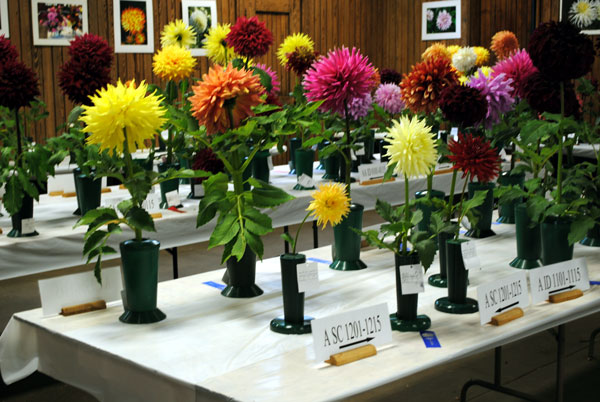 Long Island Dahlia Society Show