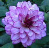 Long Island Dahlia Society