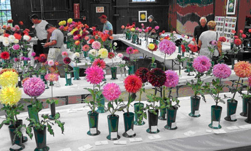 Long Island Dahlia Society