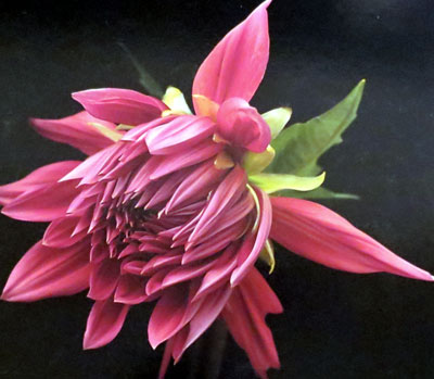 Long Island Dahlia Society