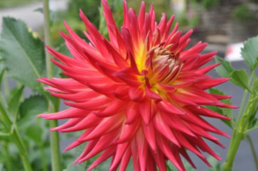 Long Island Dahlia Society