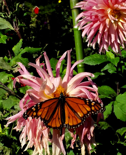 Long Island Dahlia Society Events Long Island Dahlia Society Events